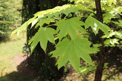 Kalopanax pictus - dlanitec pestrý - listy